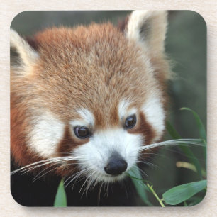 Roter Panda, Taronga Zoo, Sydney, Australien Untersetzer