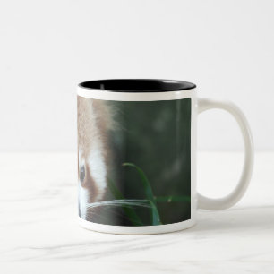 Roter Panda, Taronga Zoo, Sydney, Australien Zweifarbige Tasse