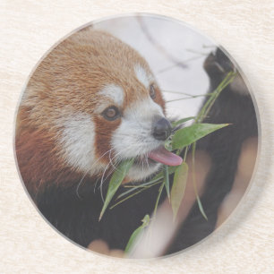 roter Panda-Tierdruck süß Untersetzer