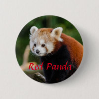 Roter Panda Tierfotografie