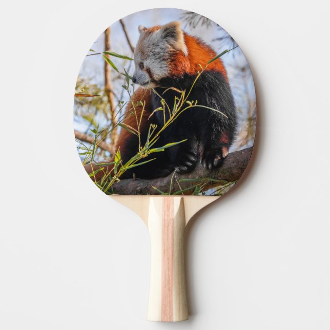 Roter Panda Tischtennis Schläger (Vorderseite)