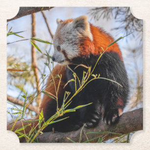 Roter Panda Untersetzer