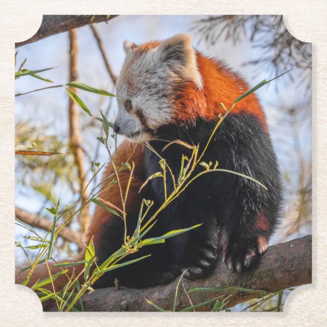 Roter Panda Untersetzer (Vorderseite)