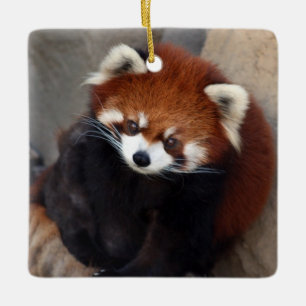 Roter Panda-Verzierung Keramikornament