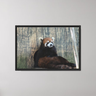 Roter Panda Vibes Stretch Leinwand Druck