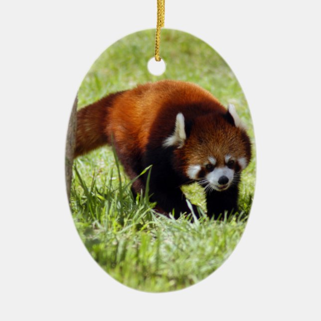 Roter Panda-Weihnachtsverzierung Keramik Ornament (Vorne)