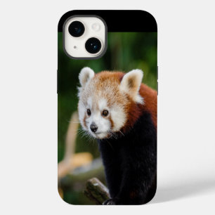 Roter Panda Wildtier iPhone 14 Hülle