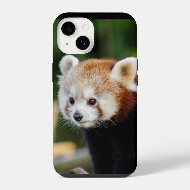 Roter Panda Wildtier iPhone 14 Hülle (Rückseite)