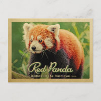 Roter Panda - Wildtiere im Himalaya