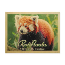Roter Panda - Wildtiere im Himalaya
