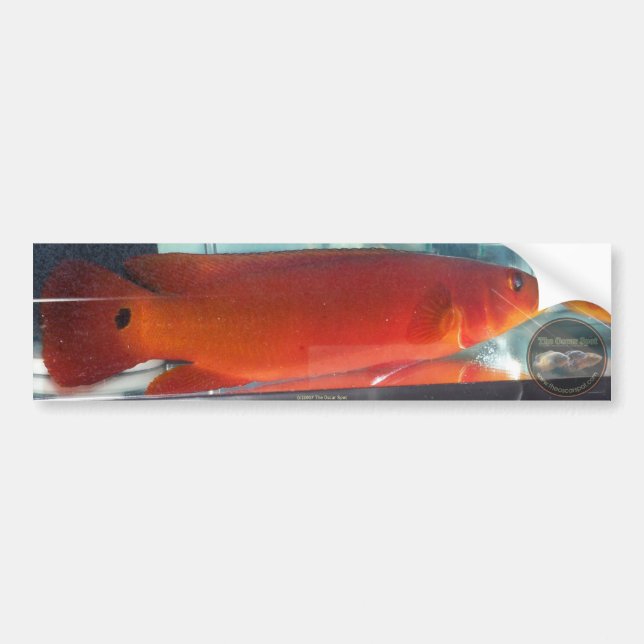 Roter PikeCichlid Autoaufkleber (Vorne)