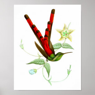 Roter Plakat-Druck Vogel des Kolibris No.10 Poster