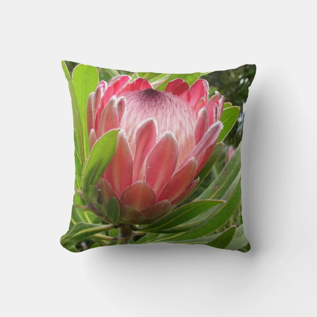 Roter Protea Kissen (Vorderseite)