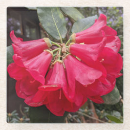 Roter Rhododendron Bloms Blumenglas Untersetzer