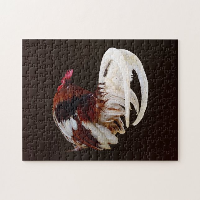 Roter Rooster mit Federn aus weißem Schwanz (Horizontal)