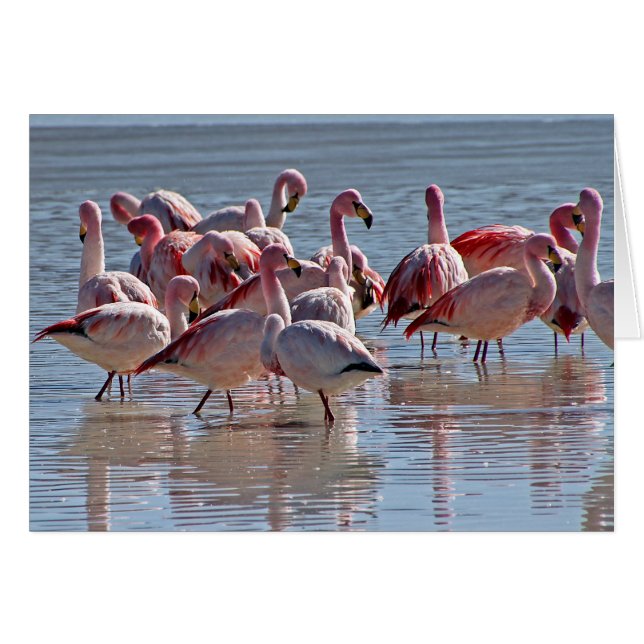 Roter Rosa Flamingos im Wasser Grußkarte (Vorderseite (Horizontal))