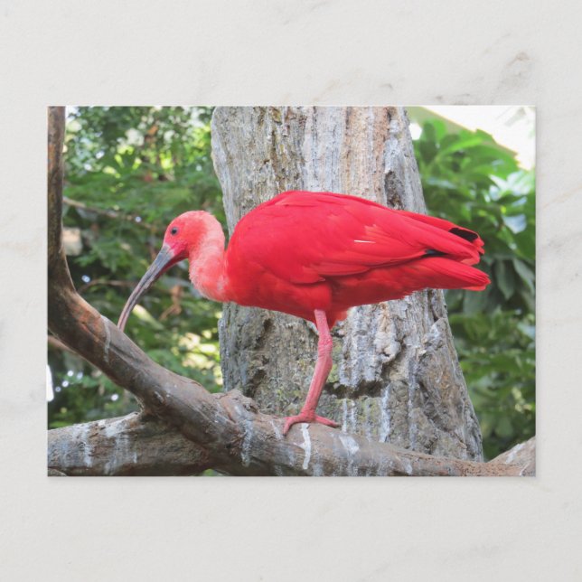 Roter rosa Spoonbill-exotischer Vogel Postkarte (Vorderseite)