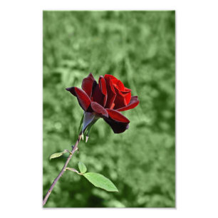 Roter Rosen-Fotoabzug Fotodruck