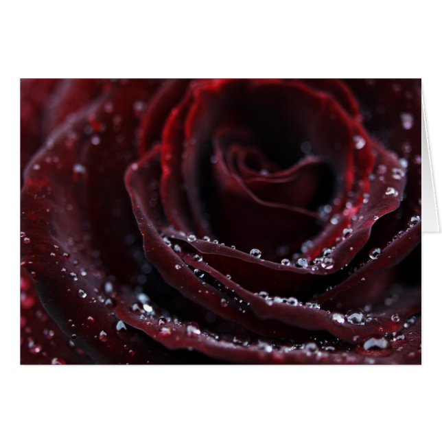 Roter Samt (Vorderseite (Horizontal))