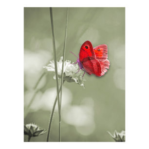 Roter Schmetterling-Foto Fotodruck