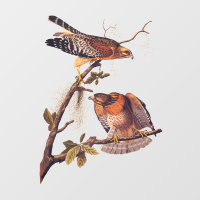 Roter Schulter Hawk Audubon Bird of Prey
