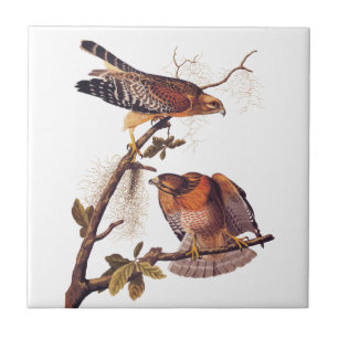 Roter Schulter Hawk Audubon Bird of Prey Fliese