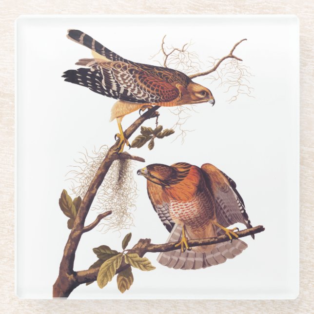 Roter Schulter Hawk Audubon Bird of Prey Glasuntersetzer (Vorderseite)