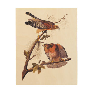 Roter Schulter Hawk Audubon Bird of Prey Holzdruck