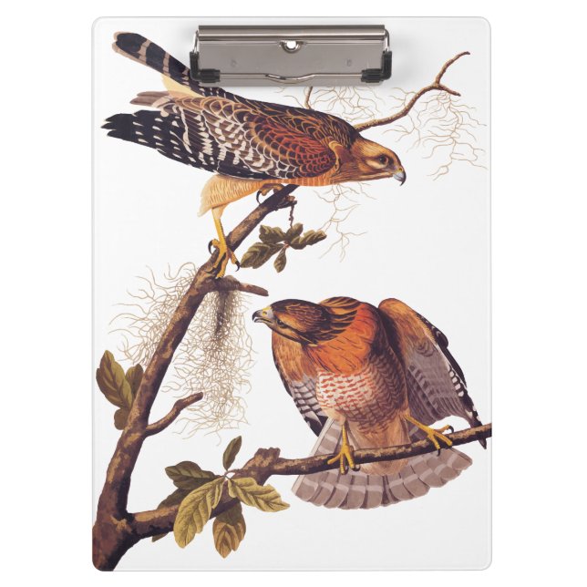 Roter Schulter Hawk Audubon Bird of Prey Klemmbrett (Vorderseite)