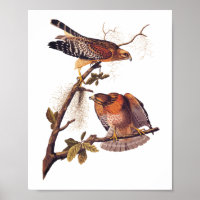 Roter Schulter Hawk Audubon Bird of Prey