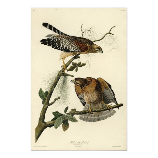 Roter Schulter Hawk - Audubons Vögel in Amerika Fotodruck (Vorne)