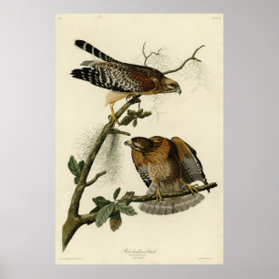 Roter Schulter Hawk - Audubons Vögel in Amerika Poster