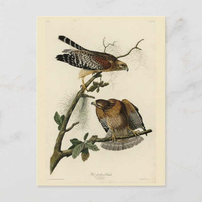 Roter Schulter Hawk - Audubons Vögel in Amerika Postkarte (Vorderseite)