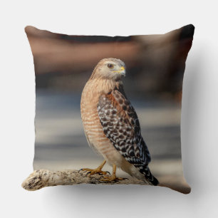 Roter Schulter-Hawk auf einem Felsen Kissen