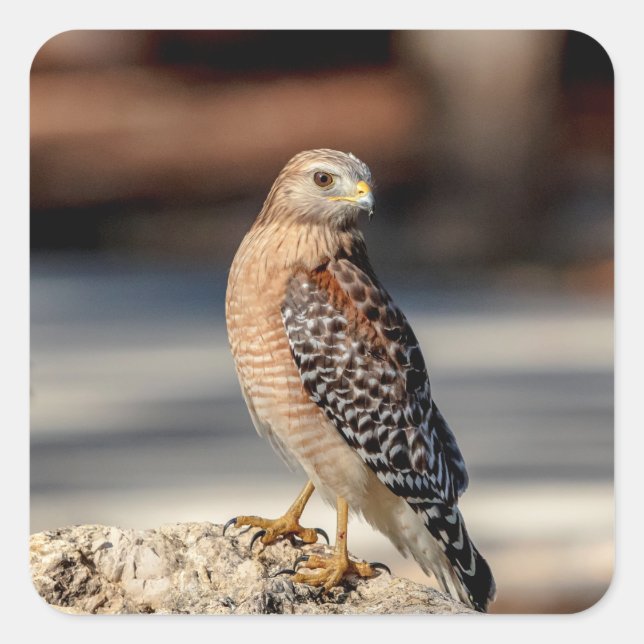 Roter Schulter-Hawk auf einem Felsen Quadratischer Aufkleber (Vorderseite)
