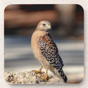 Roter Schulter-Hawk auf einem Felsen Untersetzer