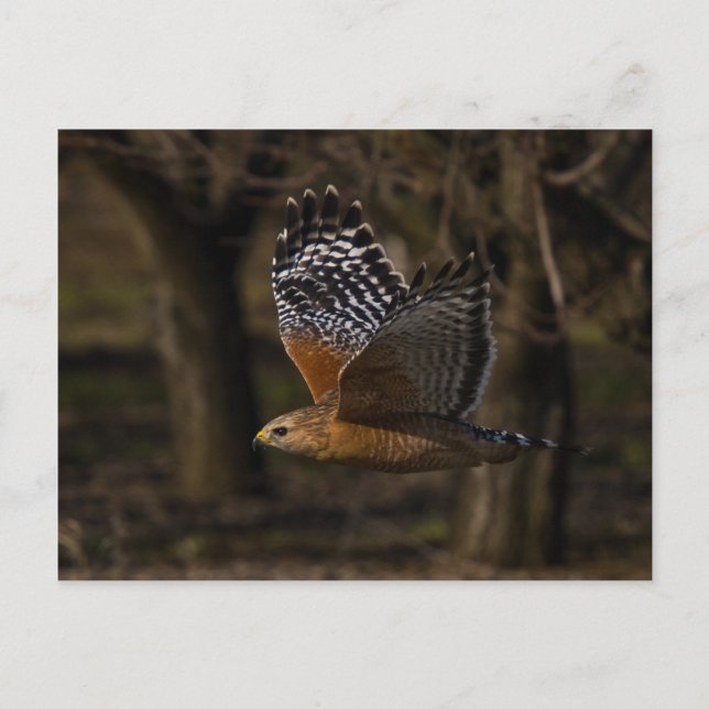 Roter Schulter Hawk Flying Postkarte (Vorderseite)