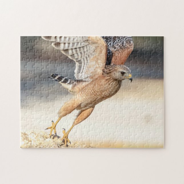 Roter Schulter Hawk in Florida (Horizontal)