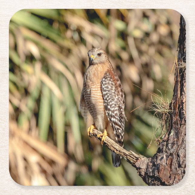 Roter Schulterhawk in einem Baum Rechteckiger Pappuntersetzer (Vorderseite)