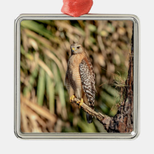 Roter Schulterhawk in einem Baum Silbernes Ornament