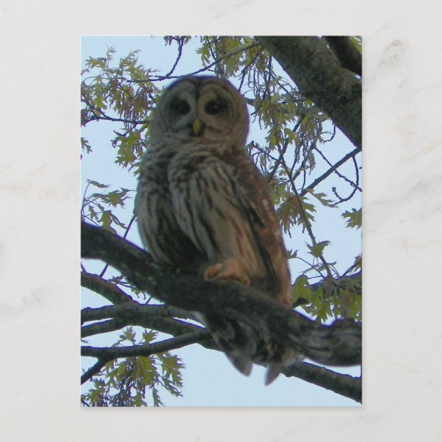 Roter Schüssel (Hoot Owl) Postkarte (Vorderseite)
