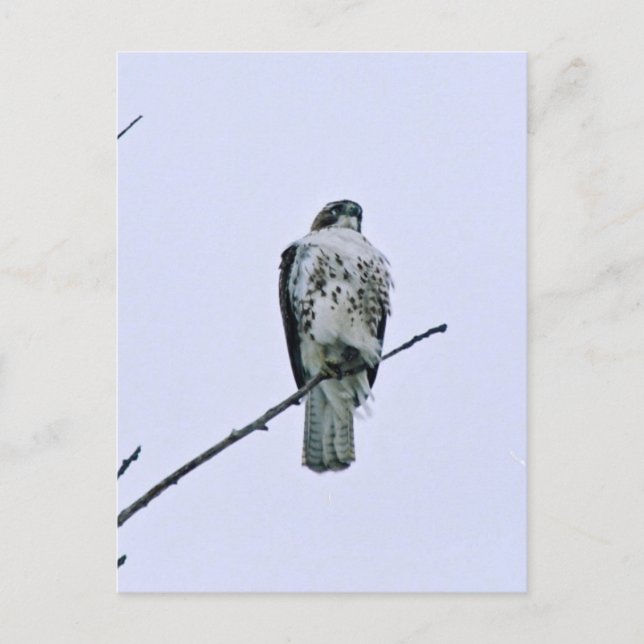 Roter Schwanz auf der Postkarte Zweig (Vorderseite)