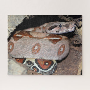 Roter Schwanz Boa Constrictor