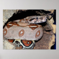 Roter Schwanz Boa Constrictor