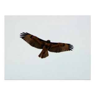 Roter Schwanz-Falke im Flug Poster