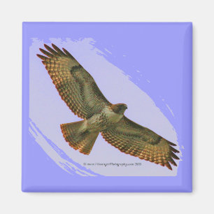 Roter Schwanz Hawk-Magnet Magnet