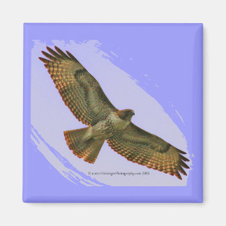 Roter Schwanz Hawk-Magnet Magnet