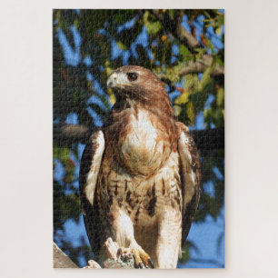 Roter Schwanz Hawk, Raubvogel
