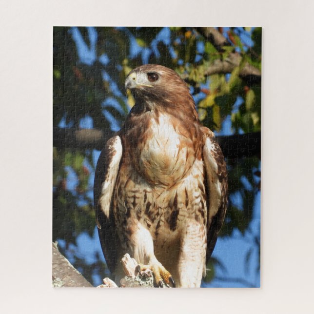 Roter Schwanz Hawk, Raubvogel (Vertikal)