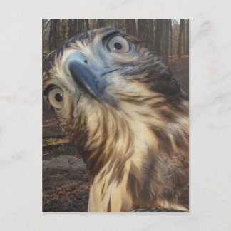 Roter Schwanzfalke Postkarte